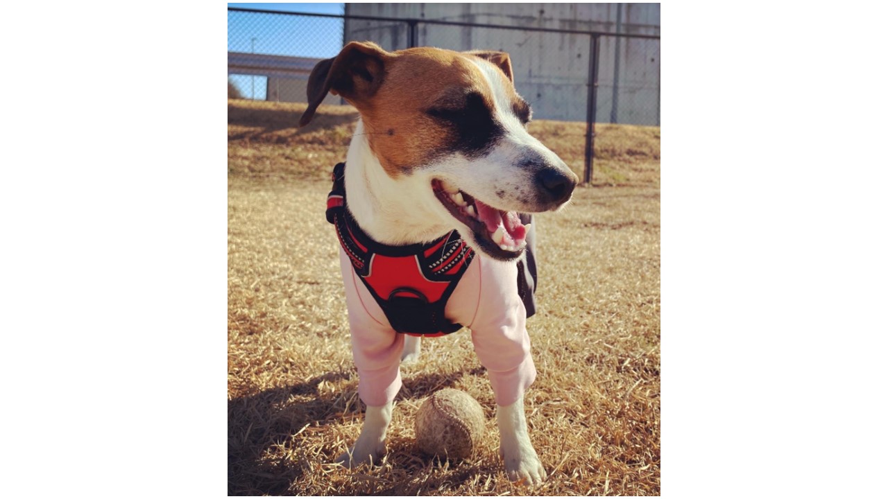 Dog Park And Cold Weather